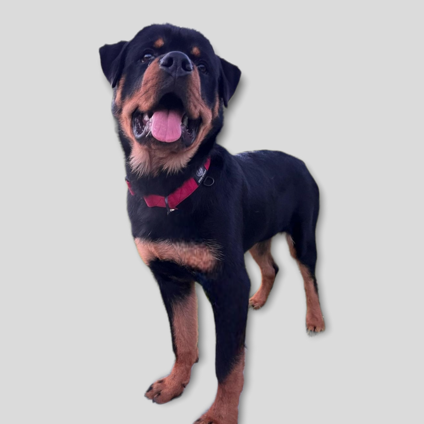 Everyday Dog Collar - Red 3.8cm/ 1.5"