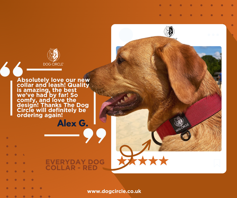 EVERYDAY DOG COLLAR (3.8cm/1.5" Wide & multiple colours)