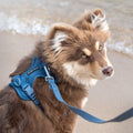 Dog wearing a blue harness on a beach