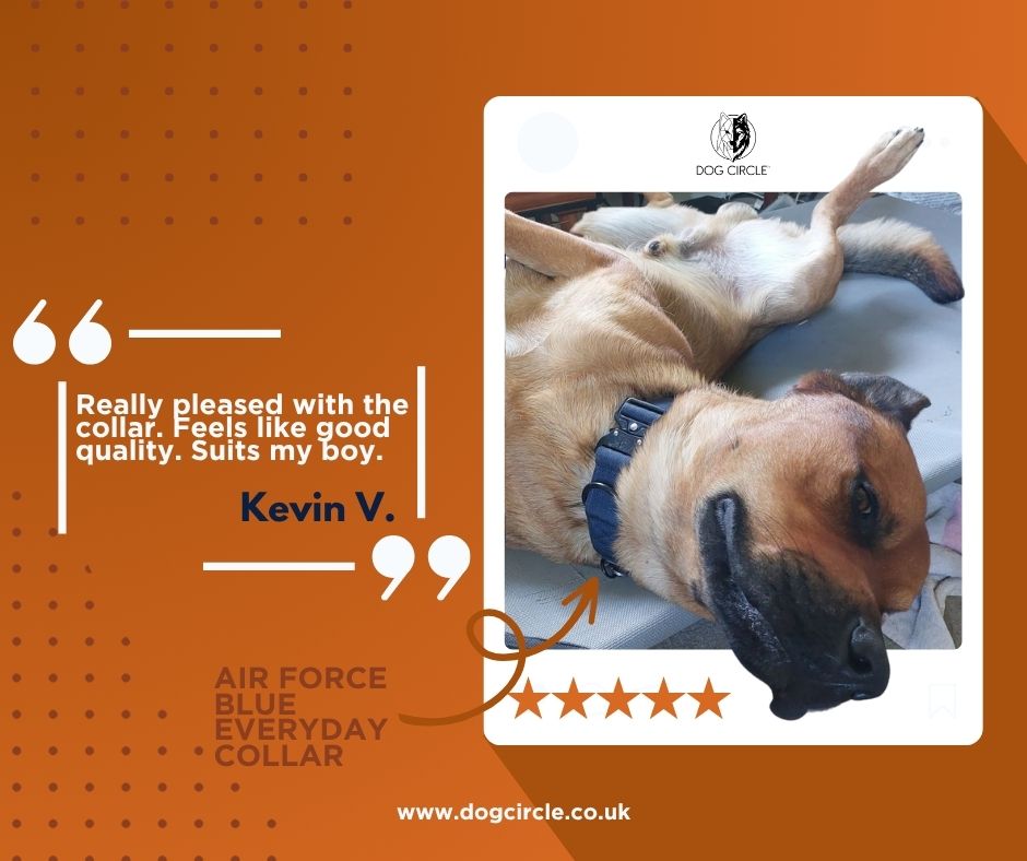 EVERYDAY DOG COLLAR (3.8cm/1.5" Wide & multiple colours)