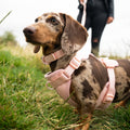 Dachshund wearing a pink harness and leash in a grassy field
