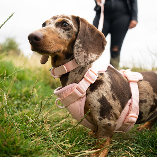 Dachshund wearing a pink harness and leash in a grassy field