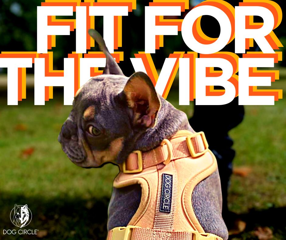 AIR HARNESS