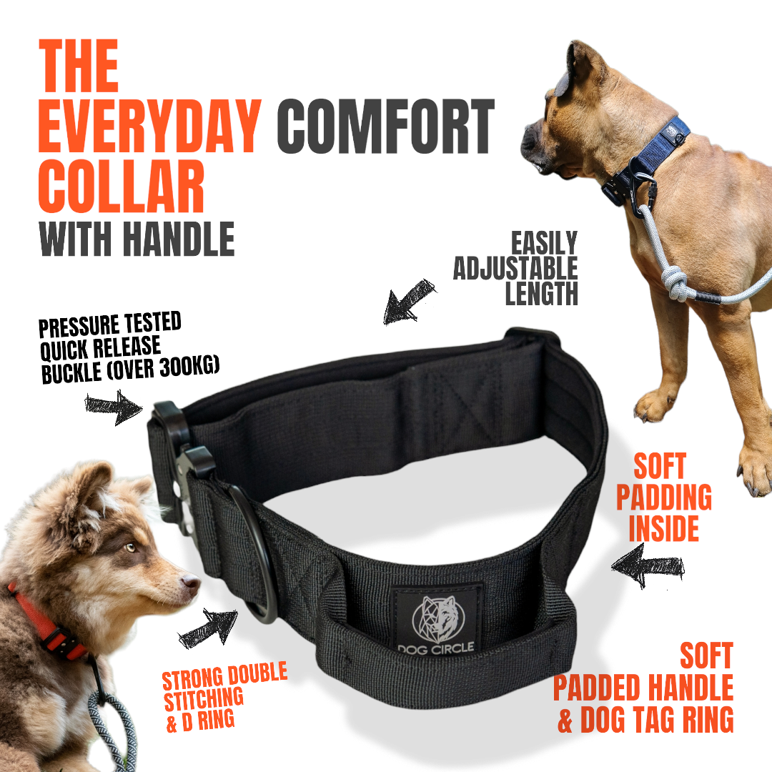 EVERYDAY DOG COLLAR WITH HANDLE (Multiple colours)