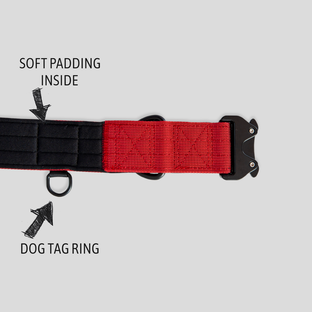 EVERYDAY DOG COLLAR (3.8cm/1.5" Wide & multiple colours)