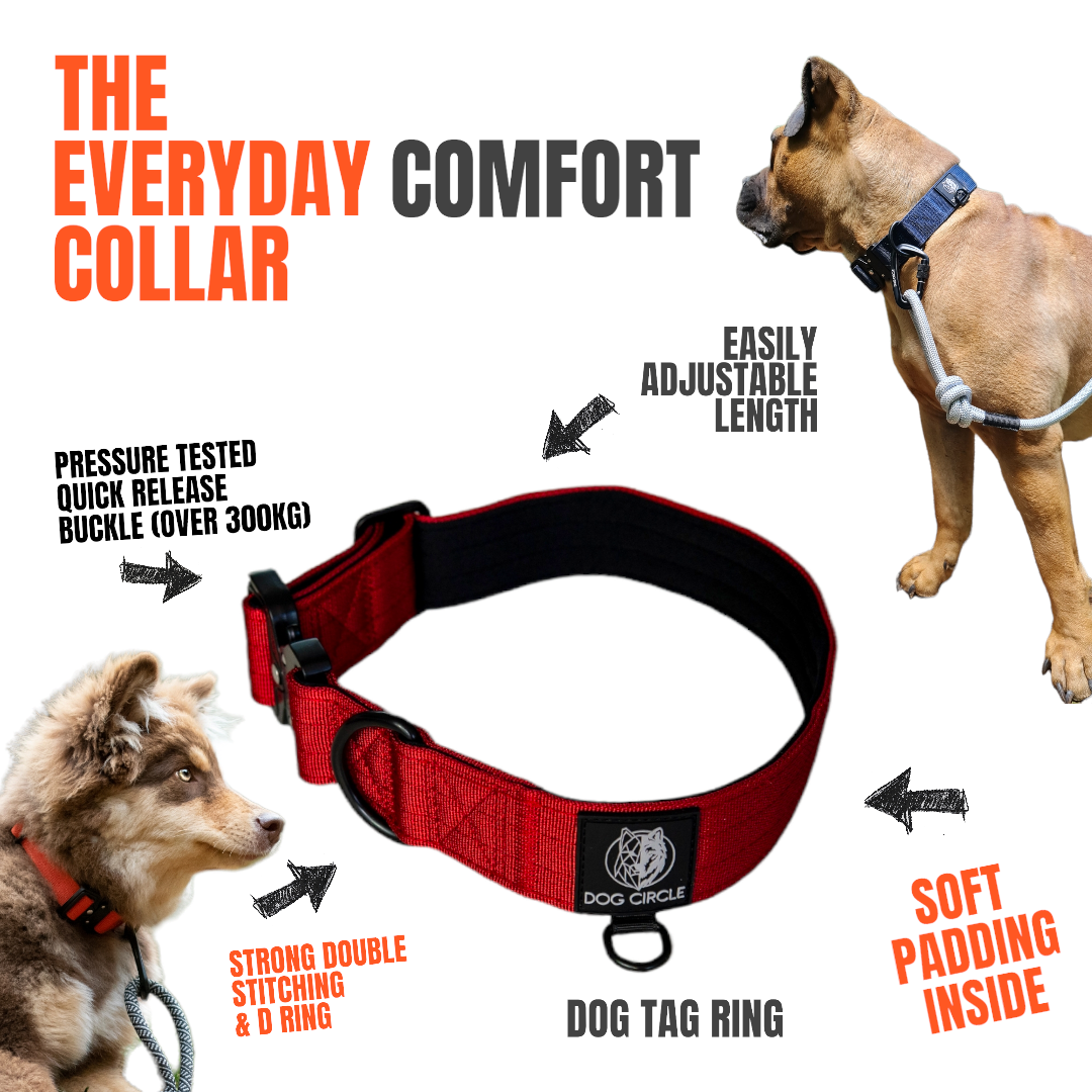 EVERYDAY DOG COLLAR (3.8cm/1.5" Wide & multiple colours)