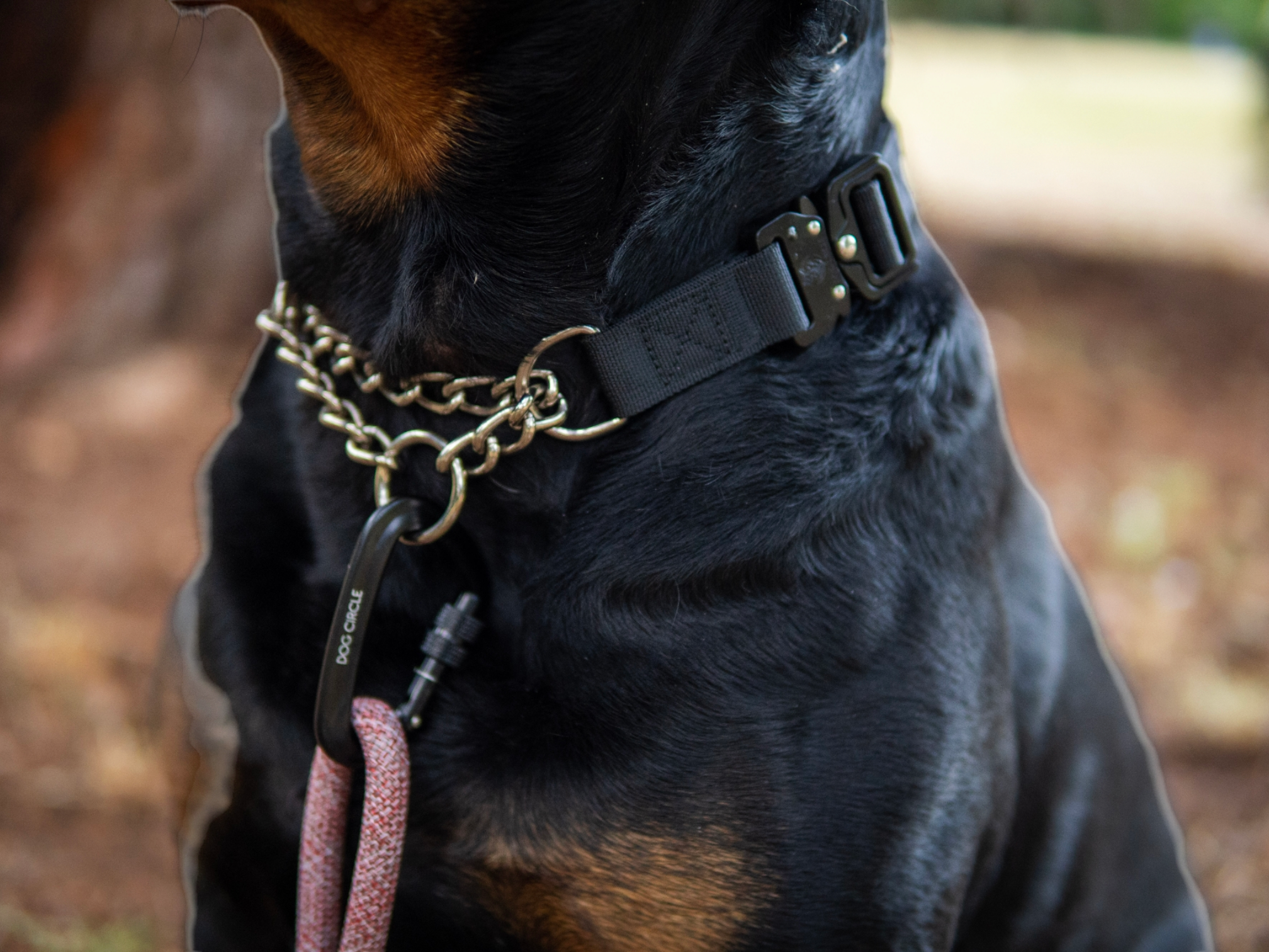 EVERYDAY MARTINGDALE COLLAR