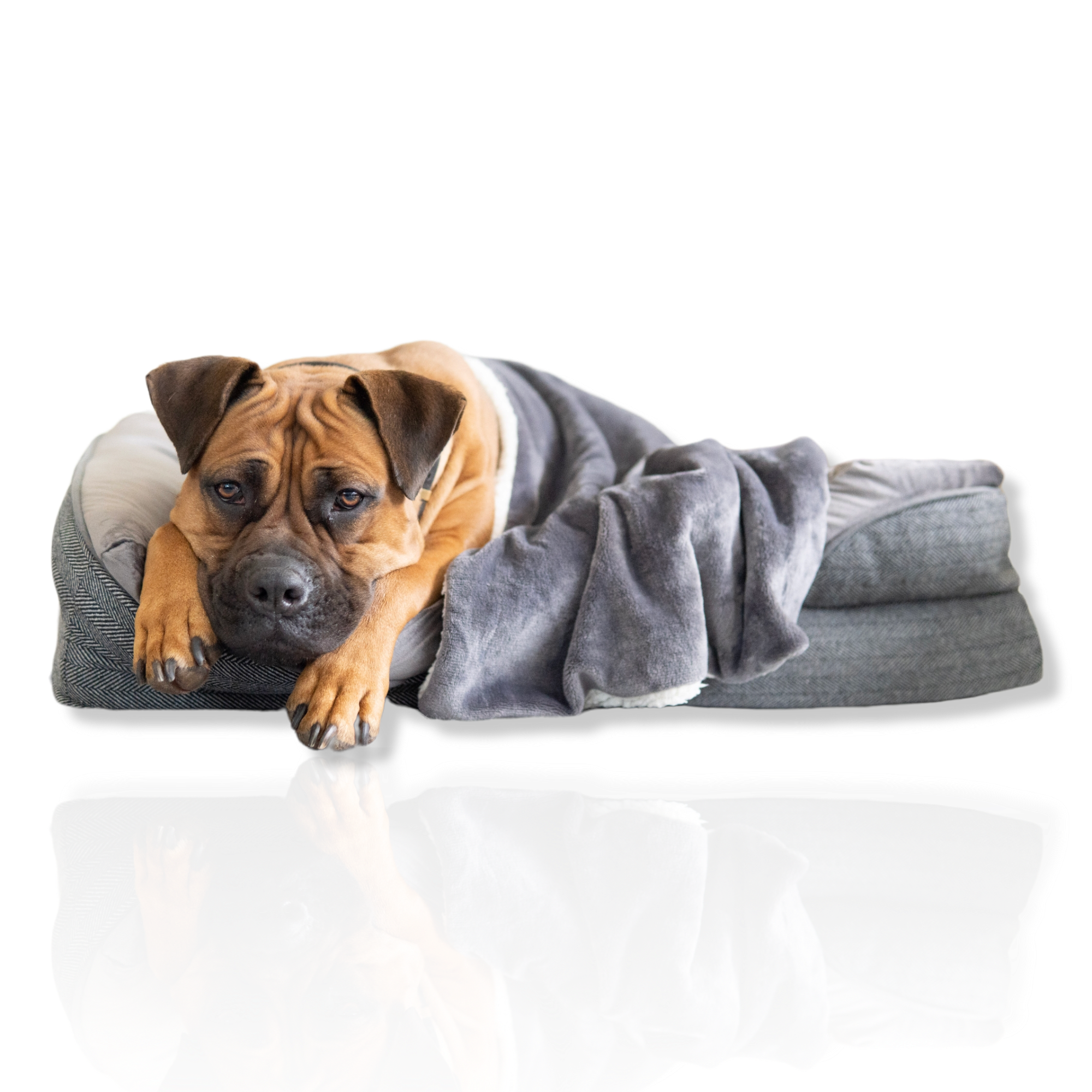 LUXE ORTHOPAEDIC DOG BED