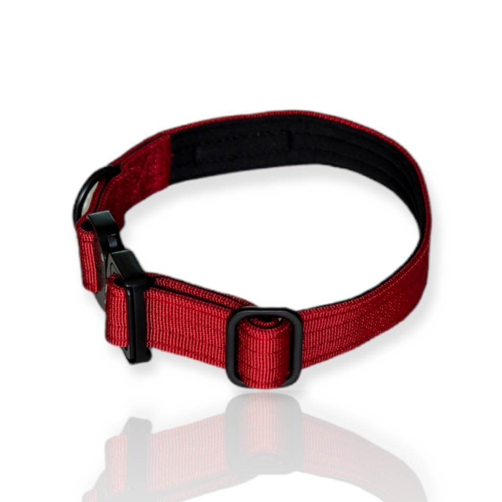 EVERYDAY DOG COLLAR (2.5cm/1" Wide)