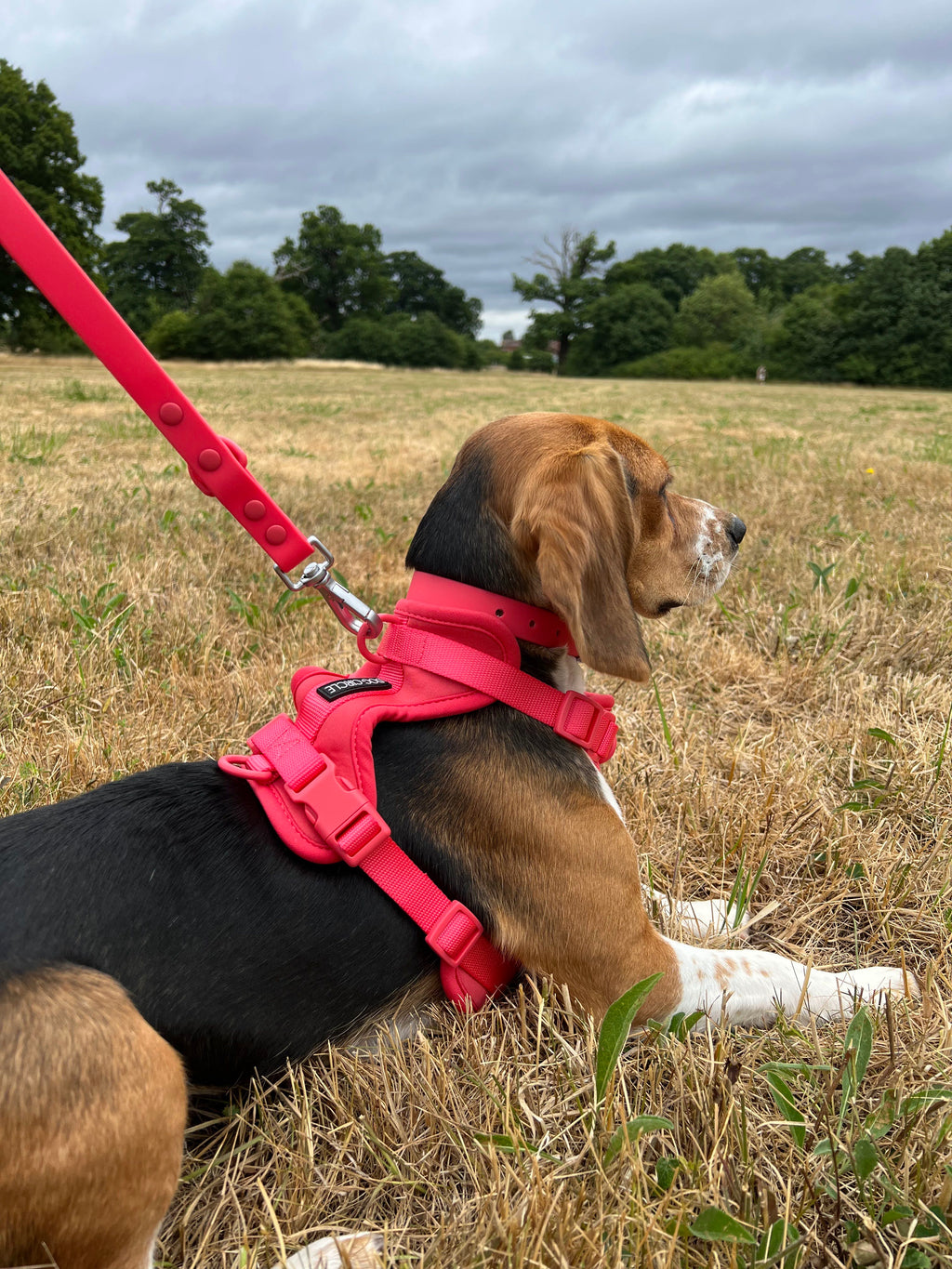 AIR HARNESS